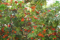 Saraca asoca